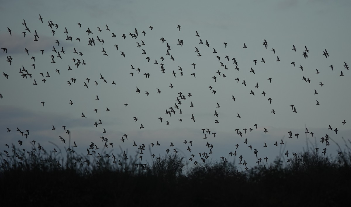 Сивка звичайна - ML646180493