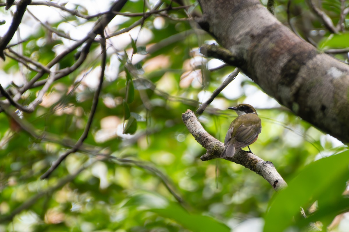 Yellow-crowned Manakin - ML646180494