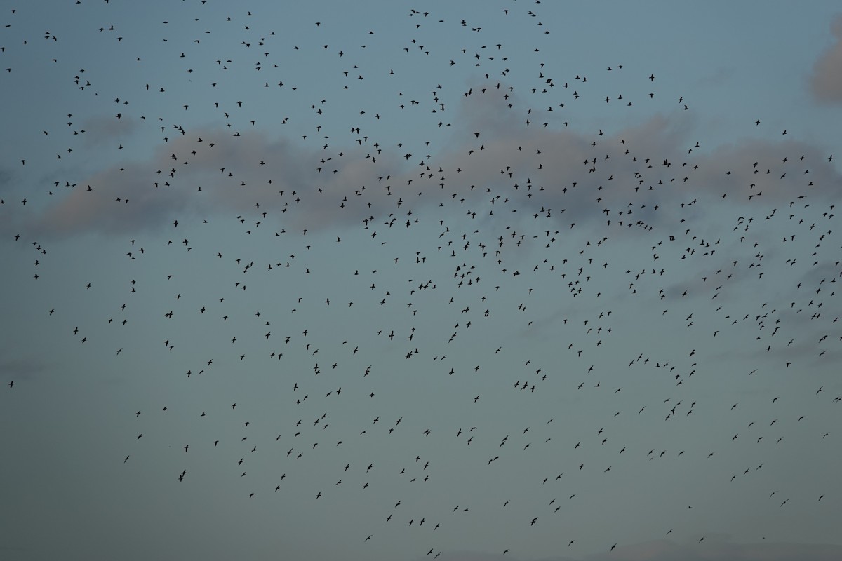 Сивка звичайна - ML646180495