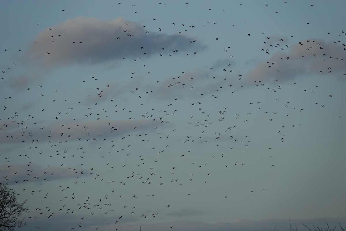 Сивка звичайна - ML646180496