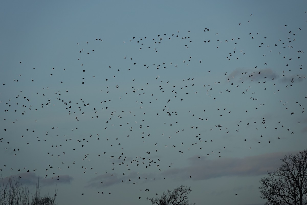 Сивка звичайна - ML646180497