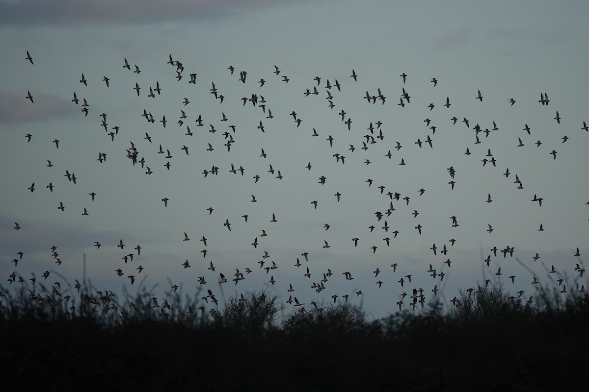 Сивка звичайна - ML646180498