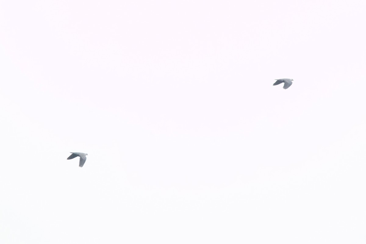 holub šupinkatý - ML646180499