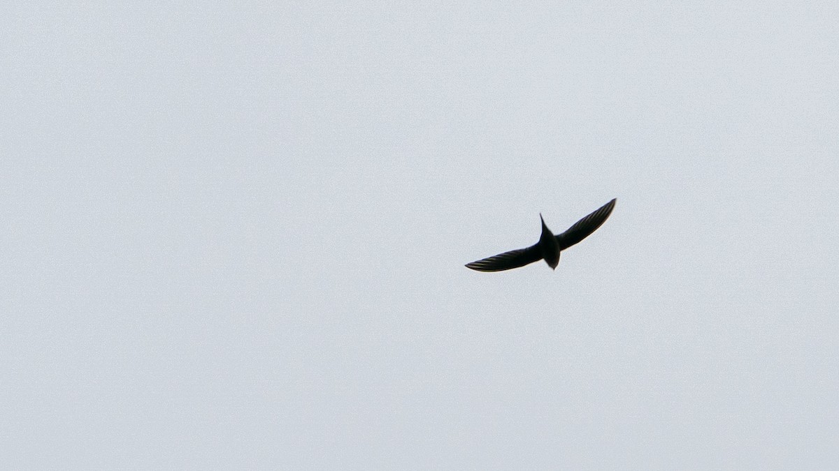 Scarce Swift - ML646180503