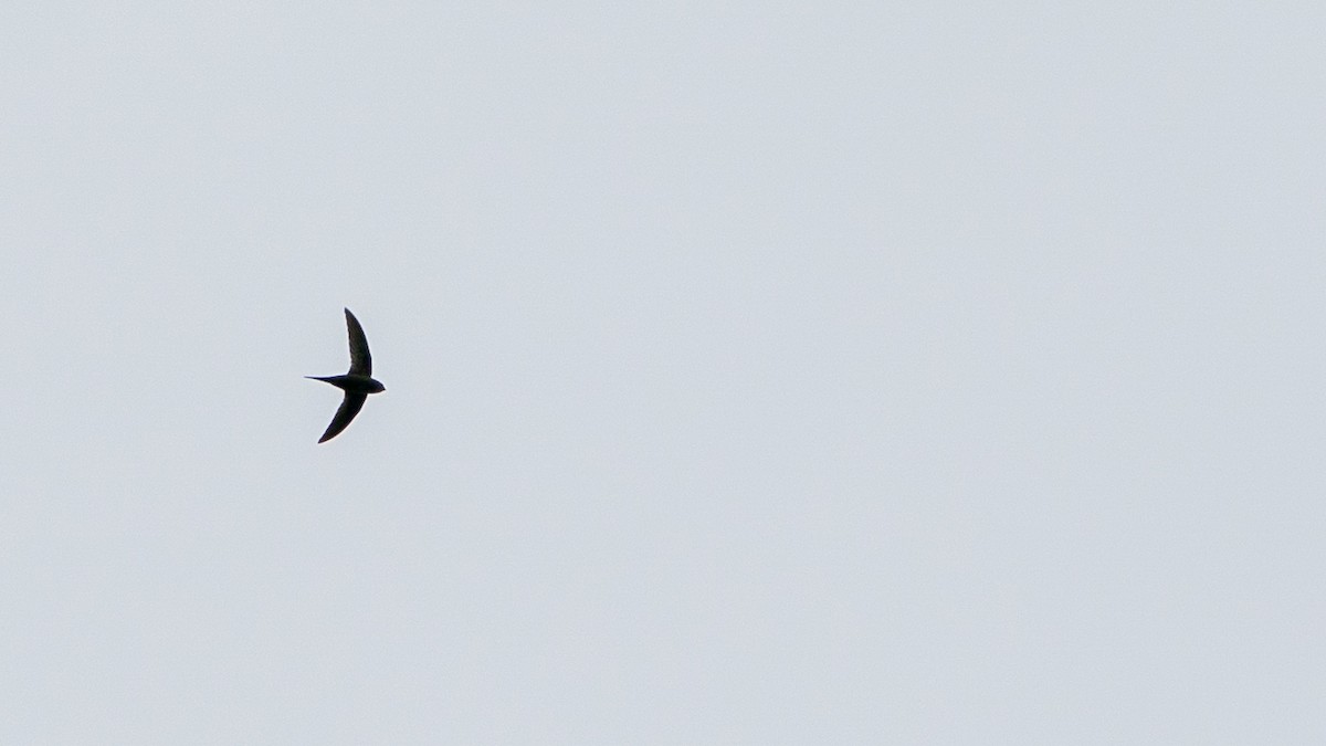 Scarce Swift - ML646180504