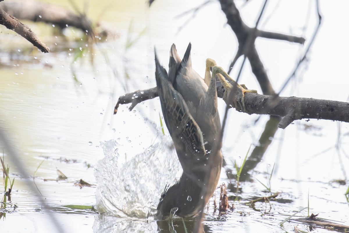 Little Heron - ML646180507