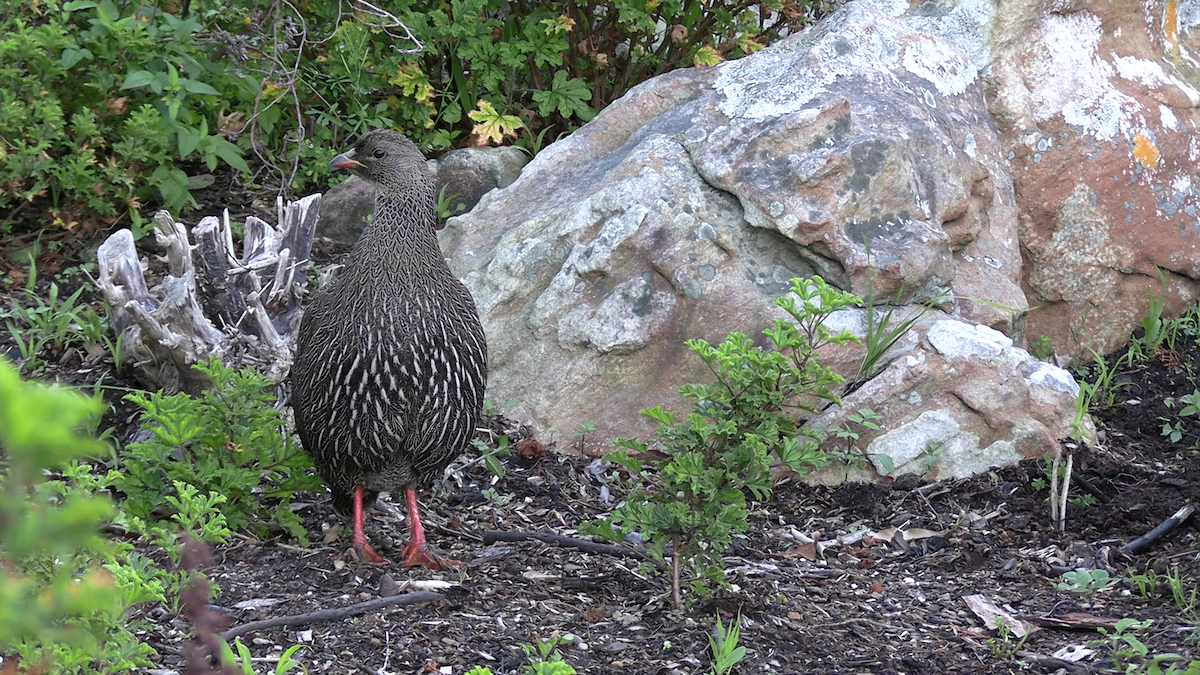 frankolín kapský - ML646180509