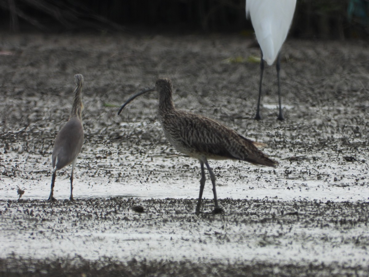 Eurasian Curlew - ML646180520