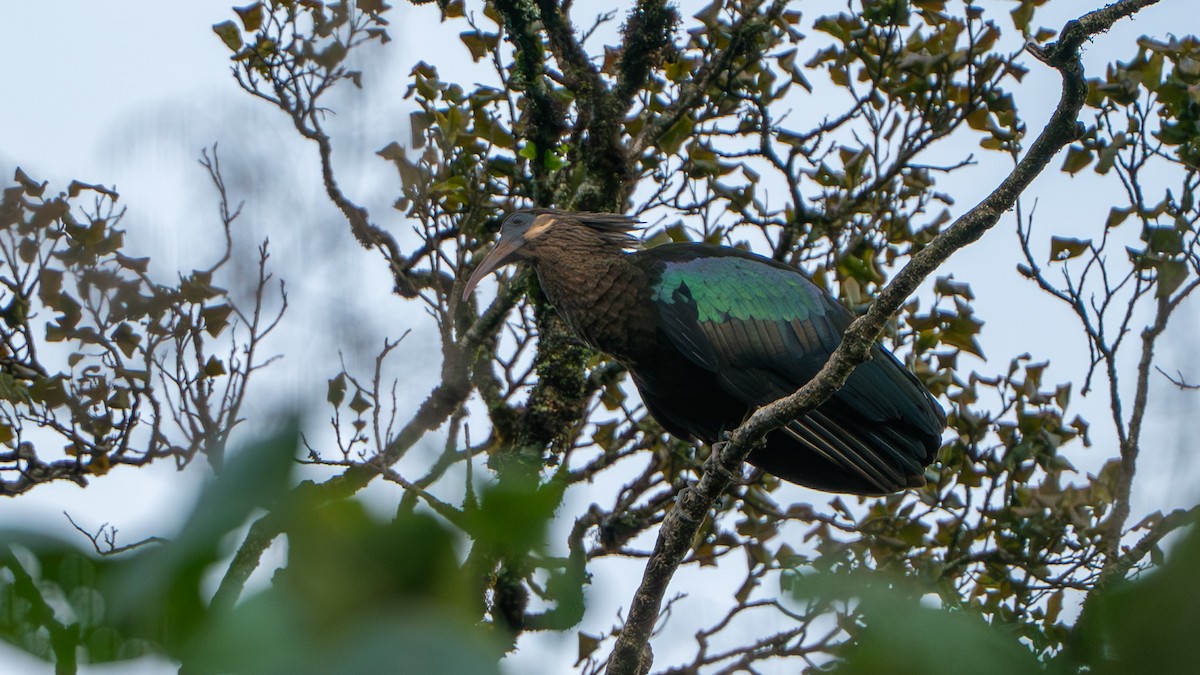 Olive Ibis - ML646180533