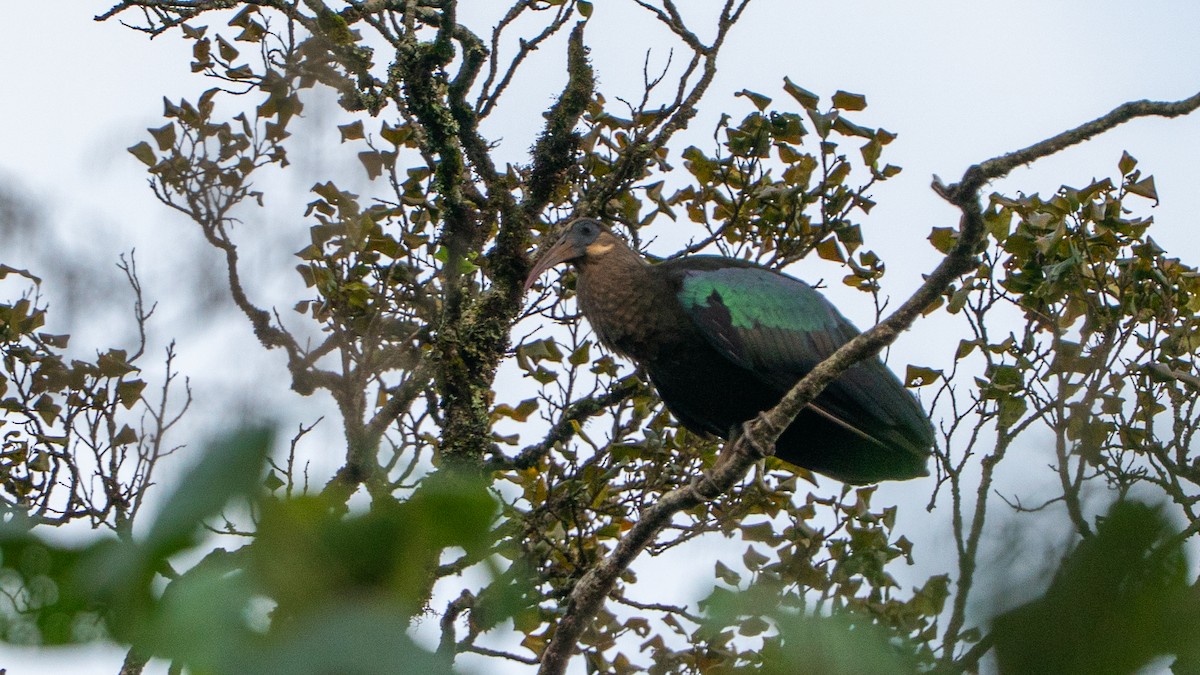 Olive Ibis - ML646180534