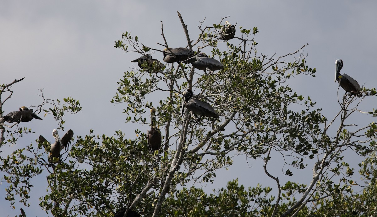Brown Pelican - ML646180536