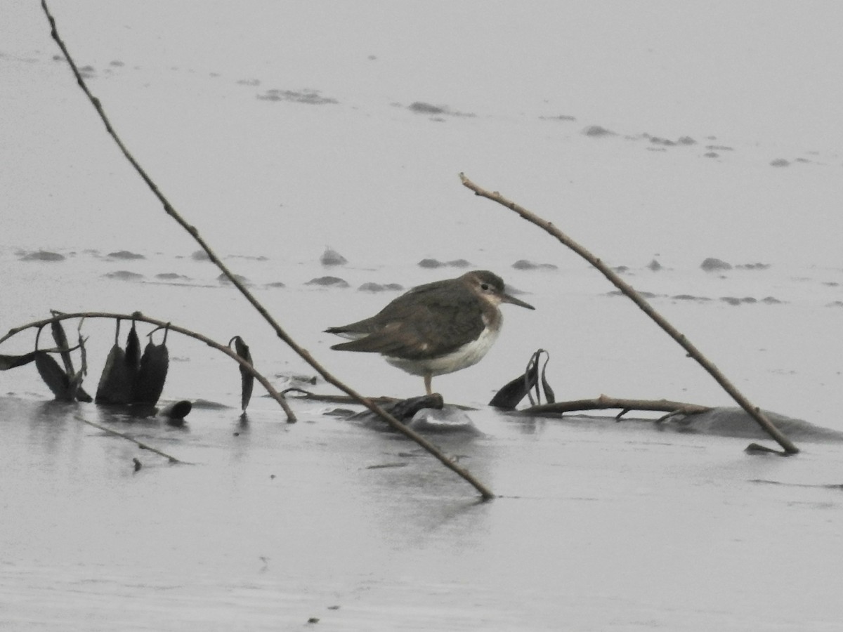 Spotted Sandpiper - ML646180537