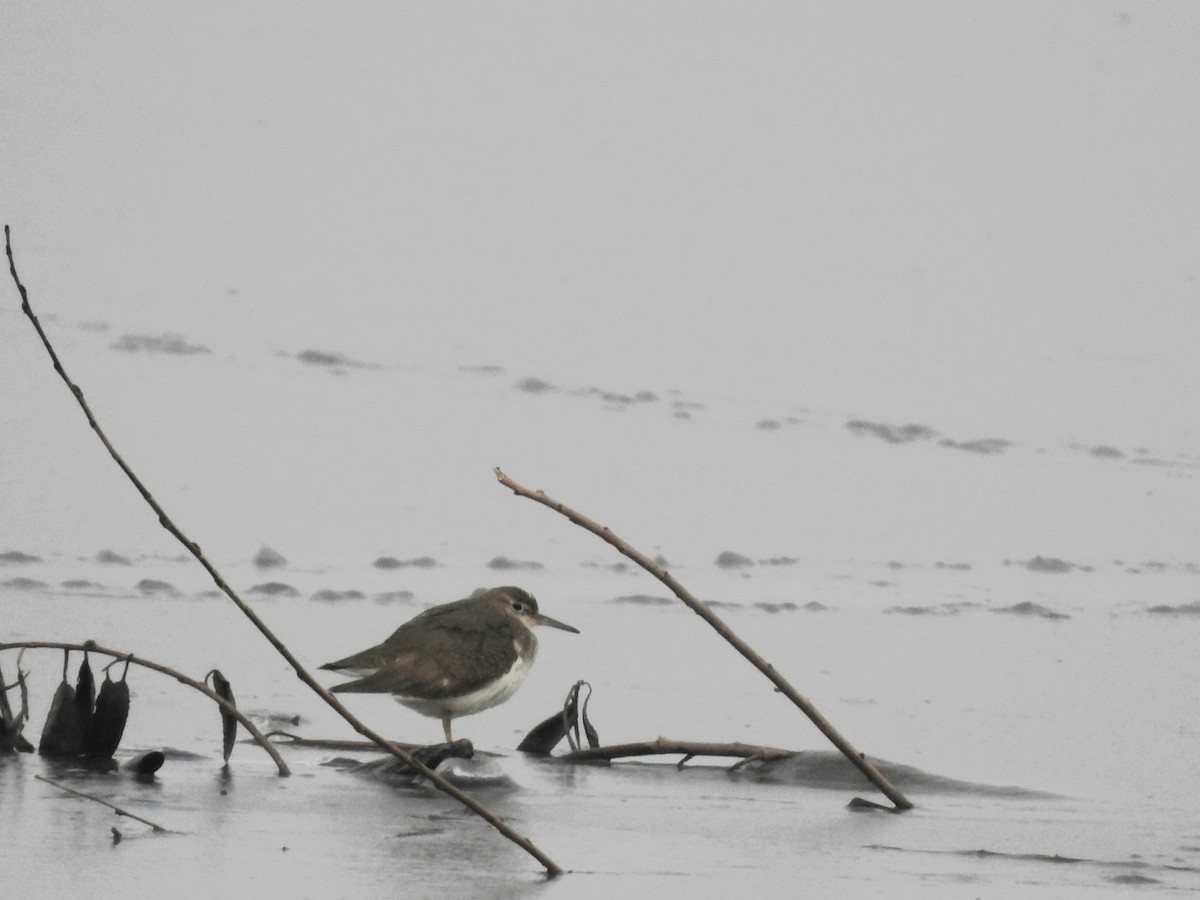 Spotted Sandpiper - ML646180538