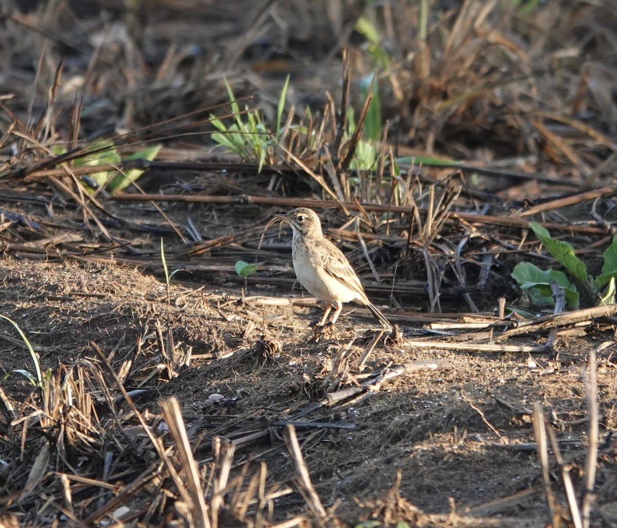 Paddyfield Pipit - ML646180539
