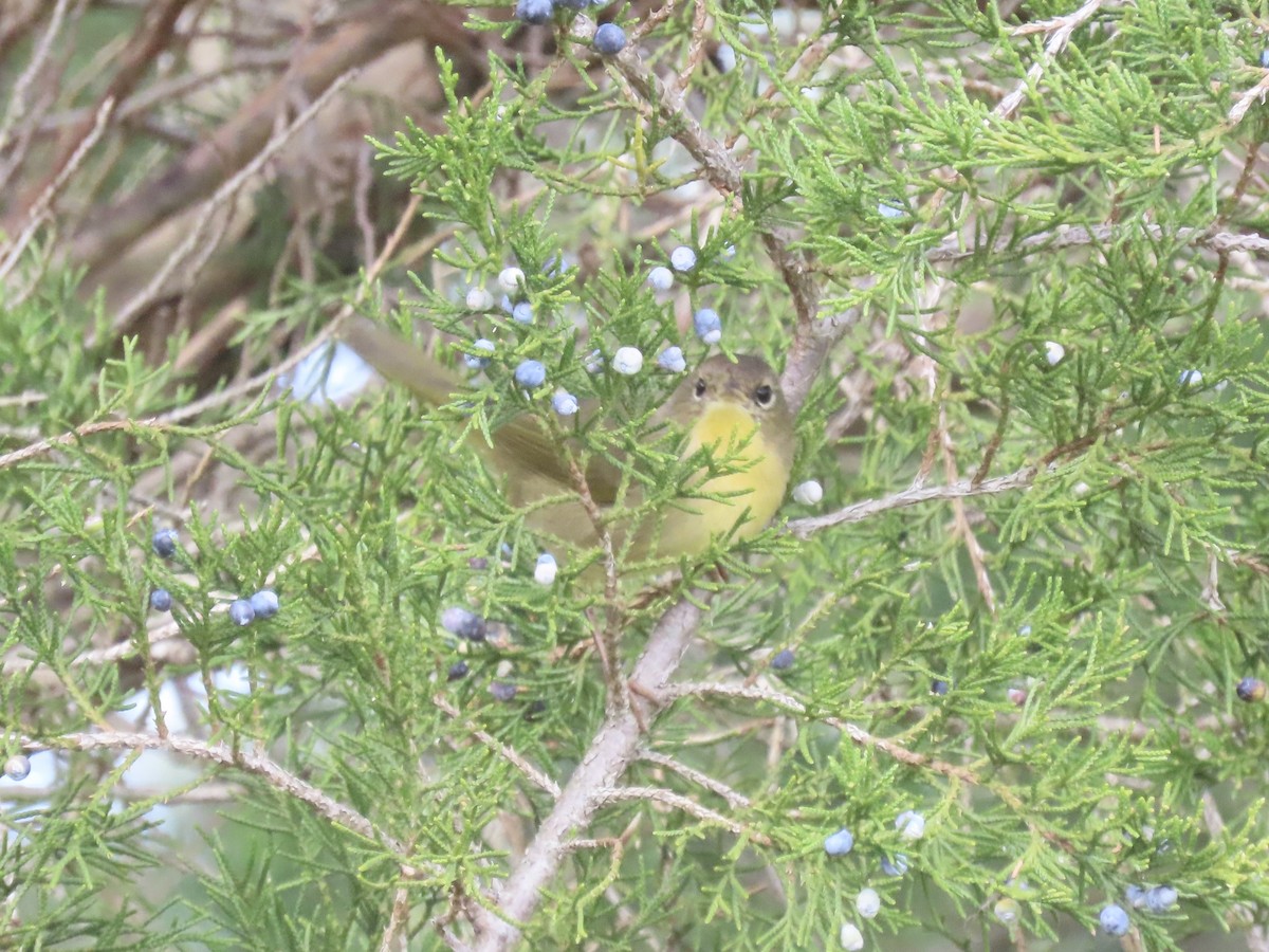 Common Yellowthroat - ML646180540