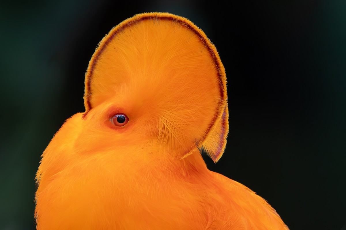 Guianan Cock-of-the-rock - ML646180541