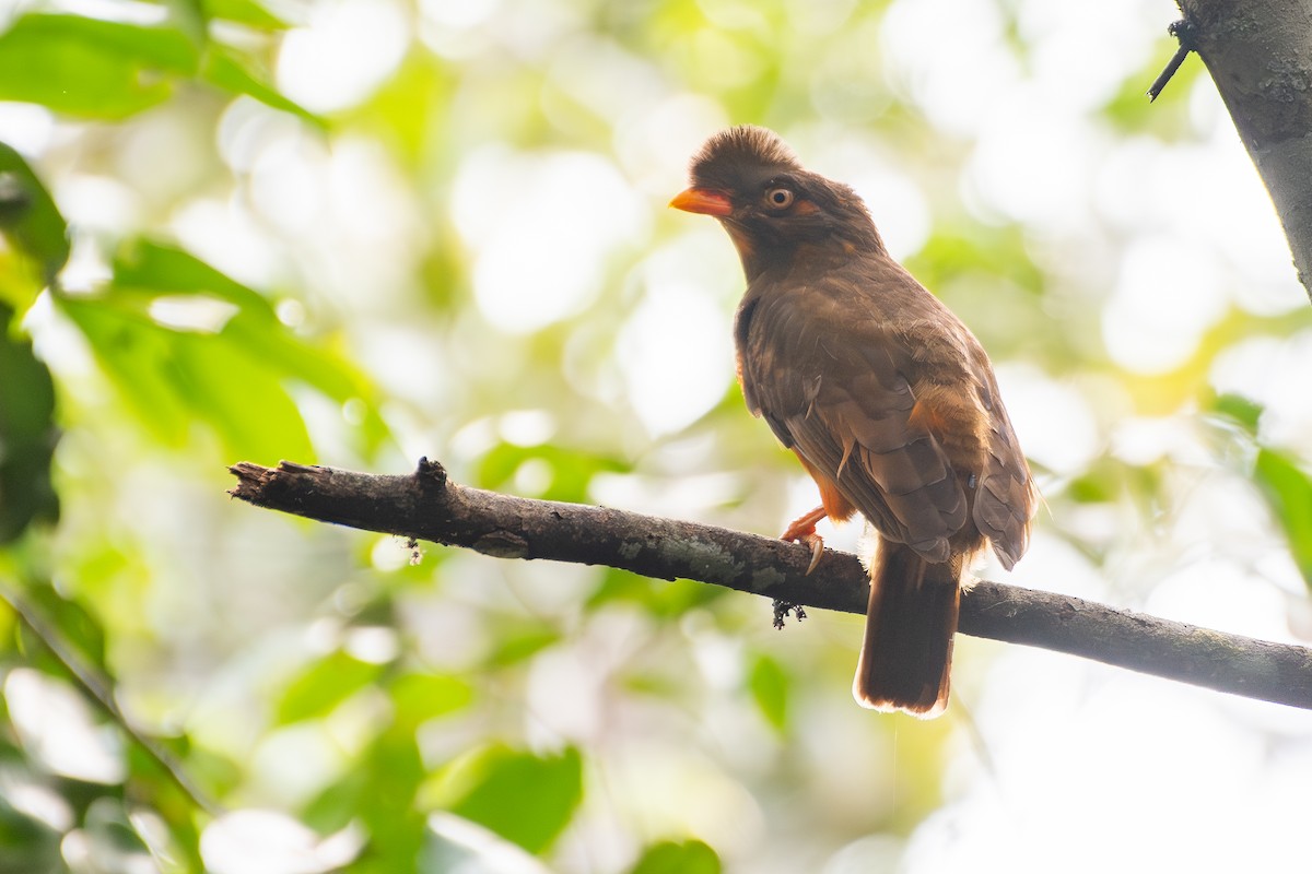 Guianan Cock-of-the-rock - ML646180542