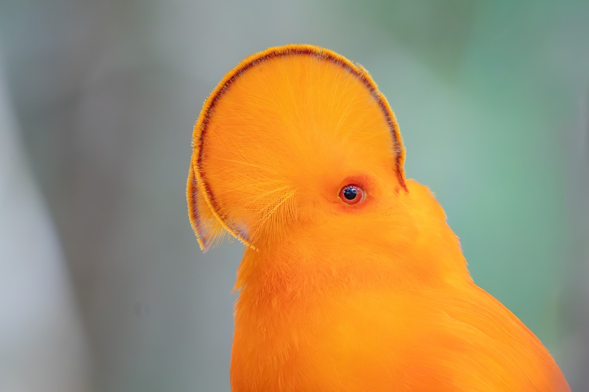 Guianan Cock-of-the-rock - ML646180543