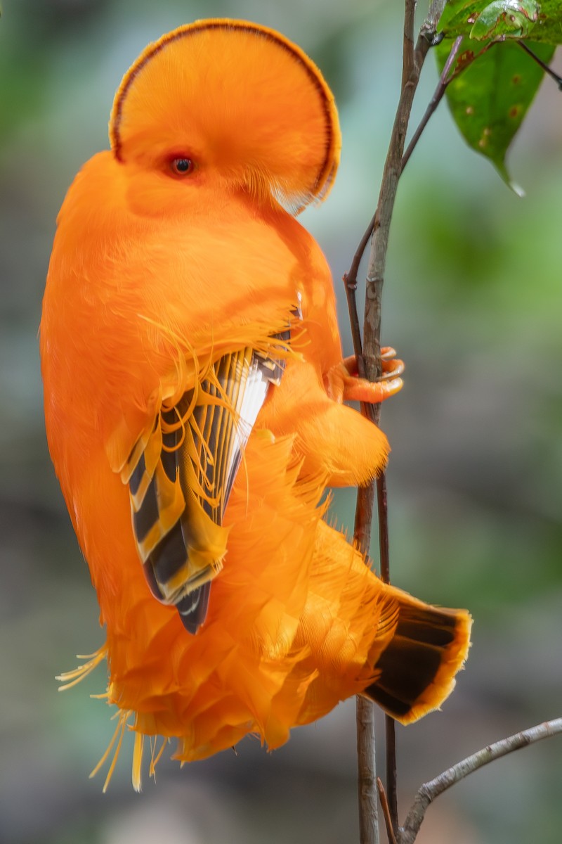 Guianan Cock-of-the-rock - ML646180544