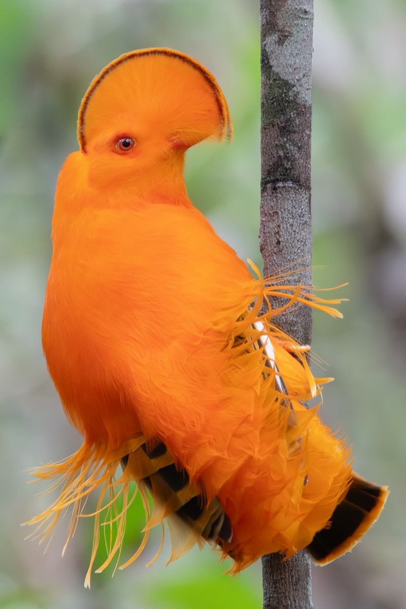 Guianan Cock-of-the-rock - ML646180545