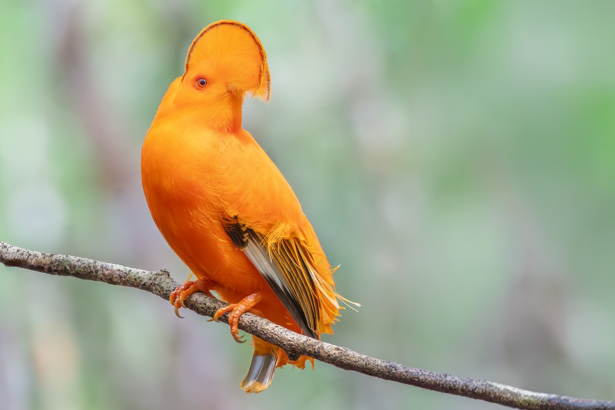 Guianan Cock-of-the-rock - ML646180546