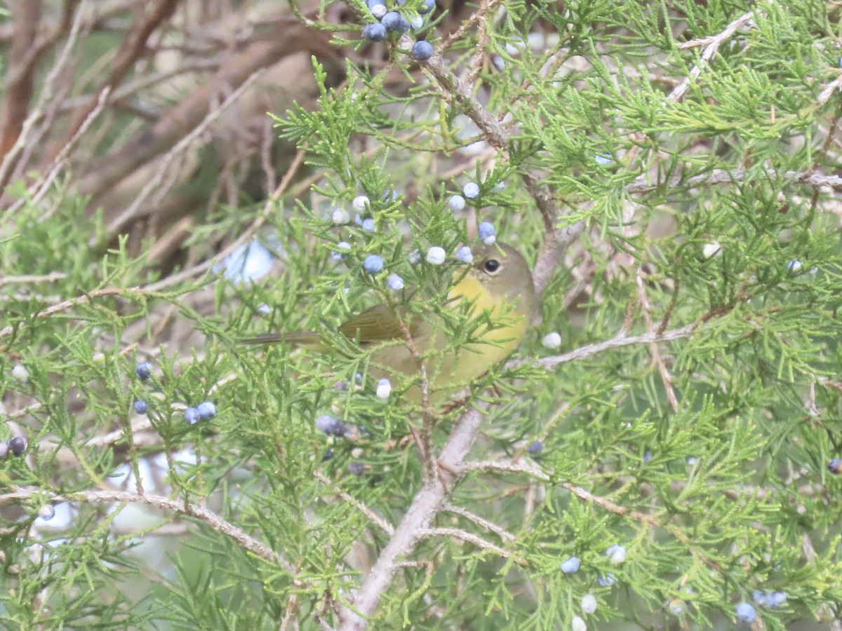 Common Yellowthroat - ML646180547