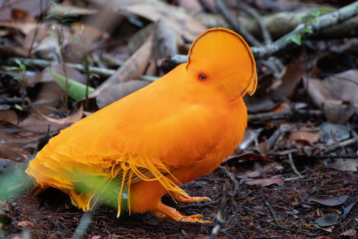 Guianan Cock-of-the-rock - ML646180548