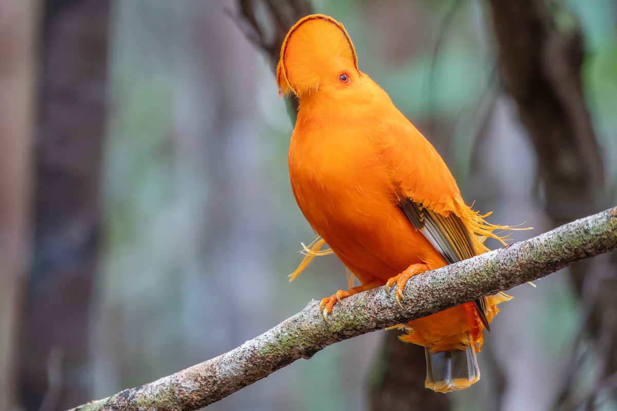 Guianan Cock-of-the-rock - ML646180549