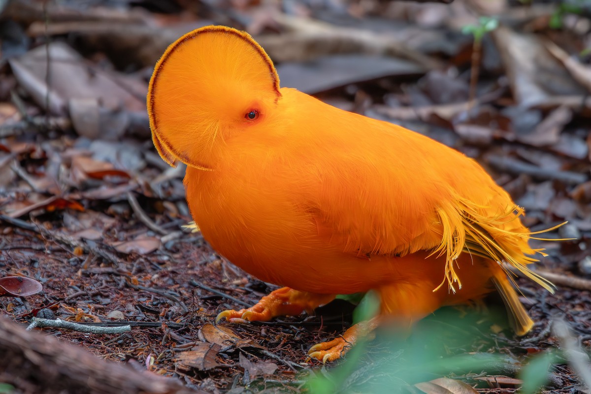 Guianan Cock-of-the-rock - ML646180550