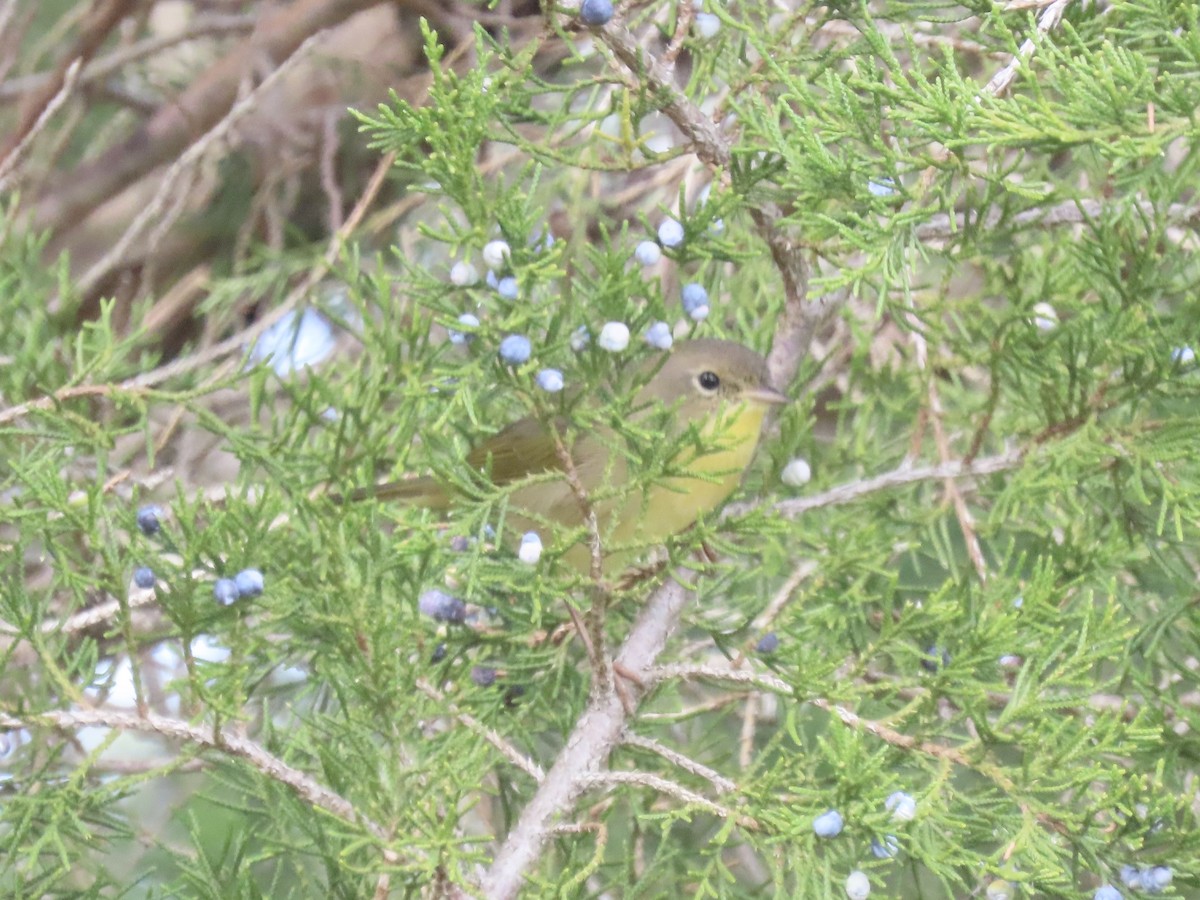 Common Yellowthroat - ML646180551