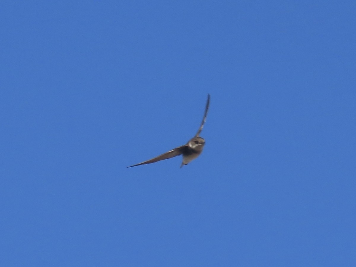 Bank Swallow - ML646180553