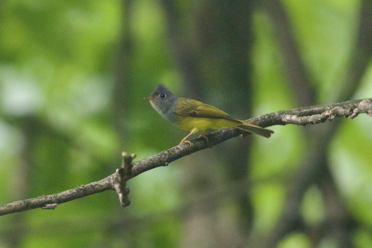 Gray-headed Canary-Flycatcher - ML646180556