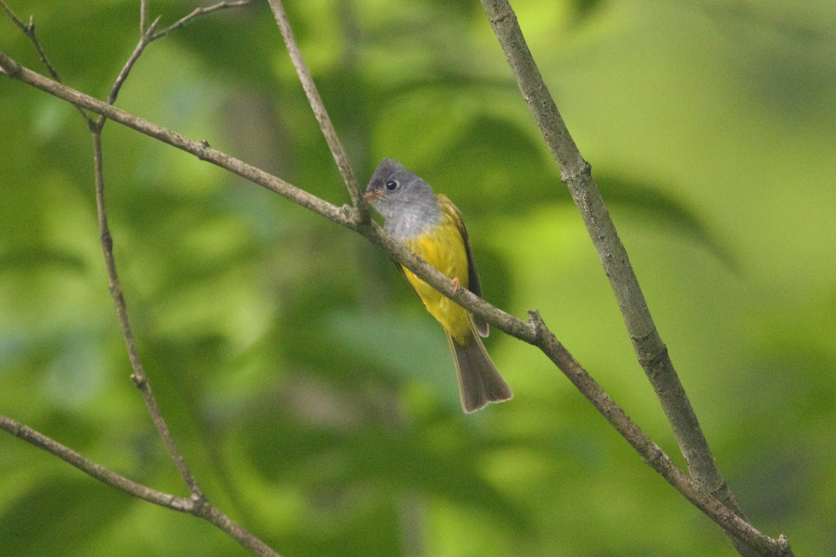 Gray-headed Canary-Flycatcher - ML646180557