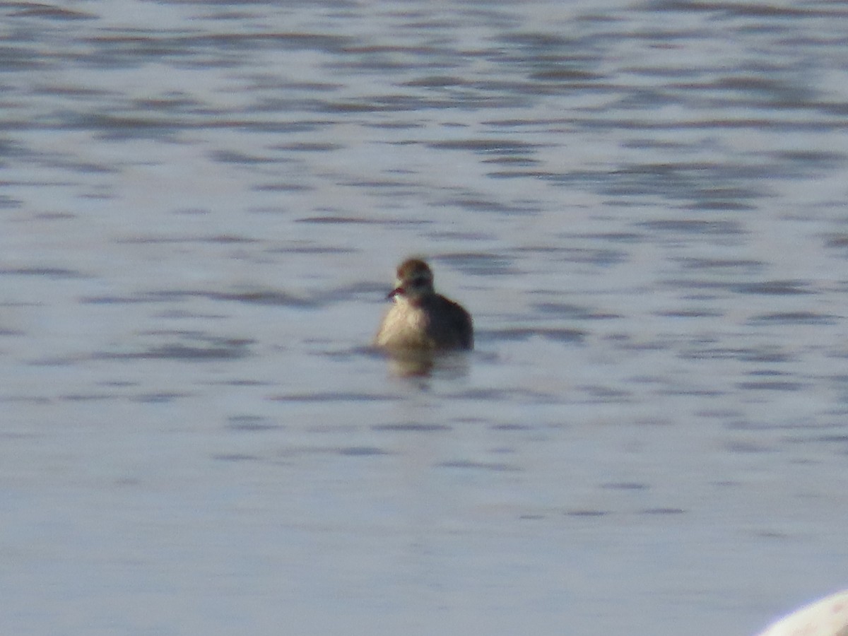 American Golden-Plover - ML646180558