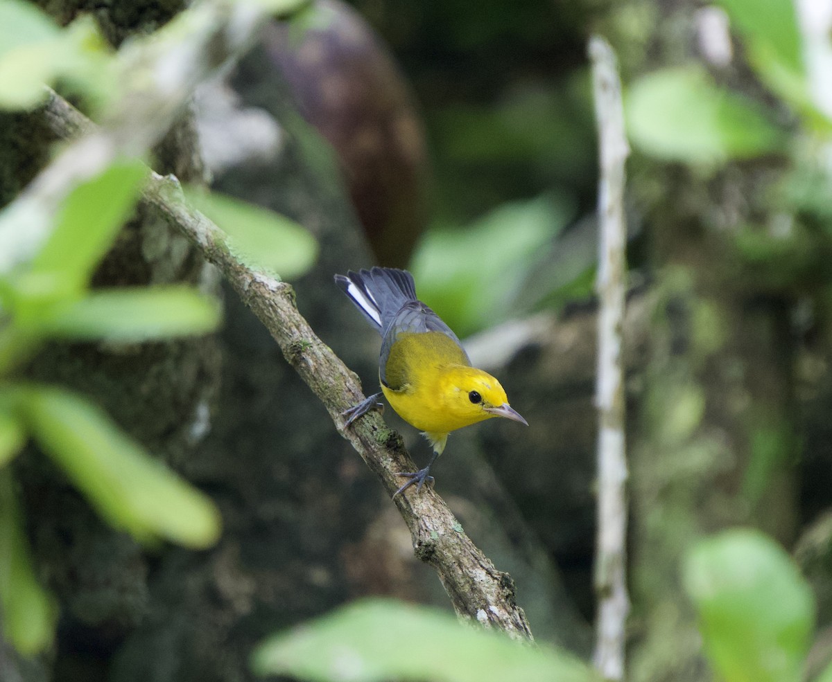 Prothonotary Warbler - ML646180559