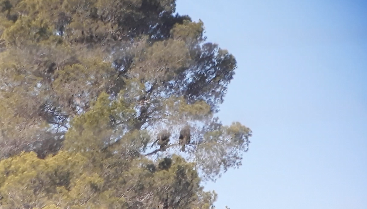 Golden Eagle - ML646180560