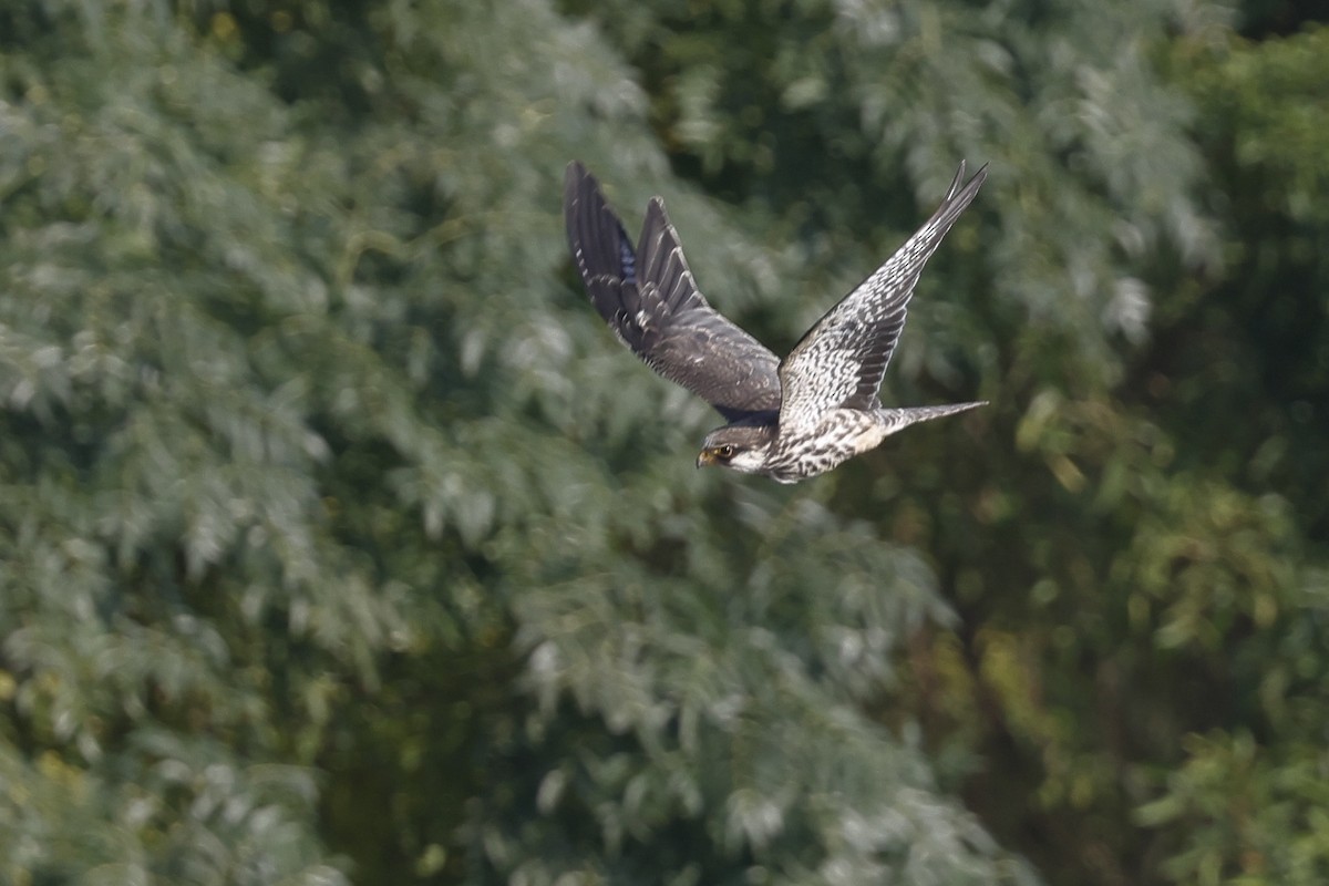Amur Falcon - ML646180561