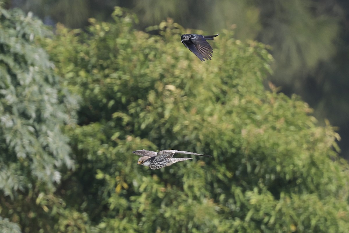 Amur Falcon - ML646180562