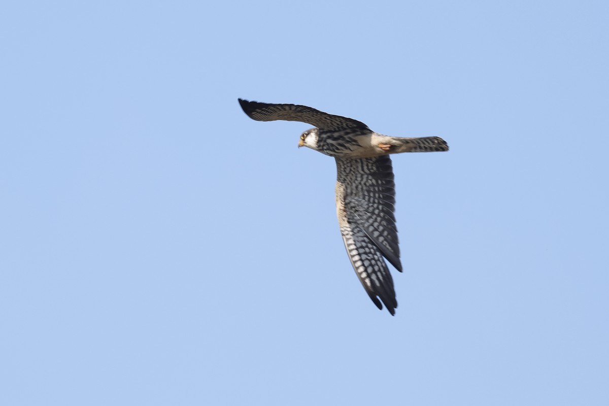 Amur Falcon - ML646180564