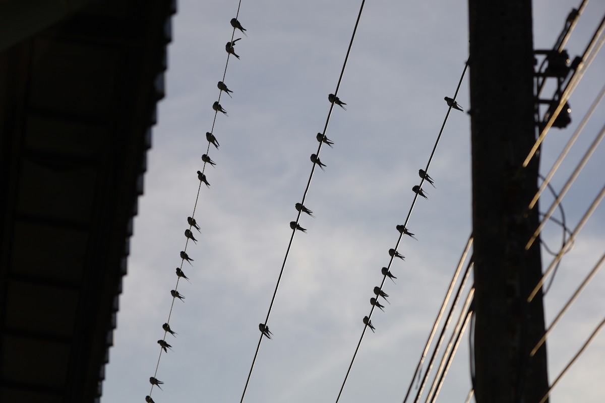 Ластівка сільська - ML646180570