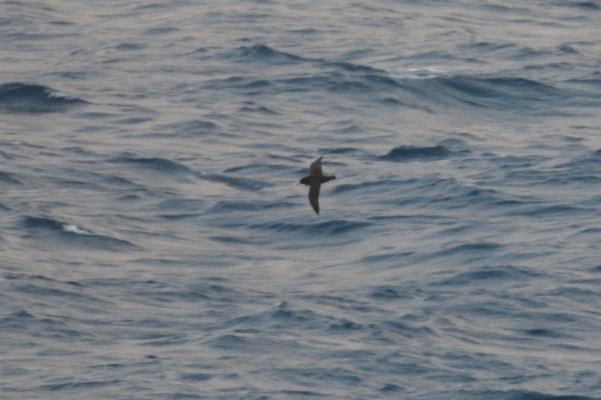 Beyaz Gıdılı Yelkovan - ML646180576