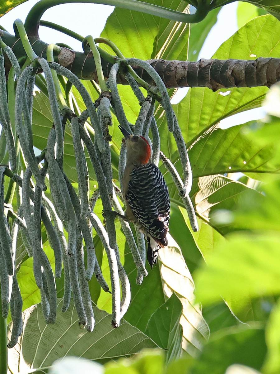 Red-crowned Woodpecker - ML646180598