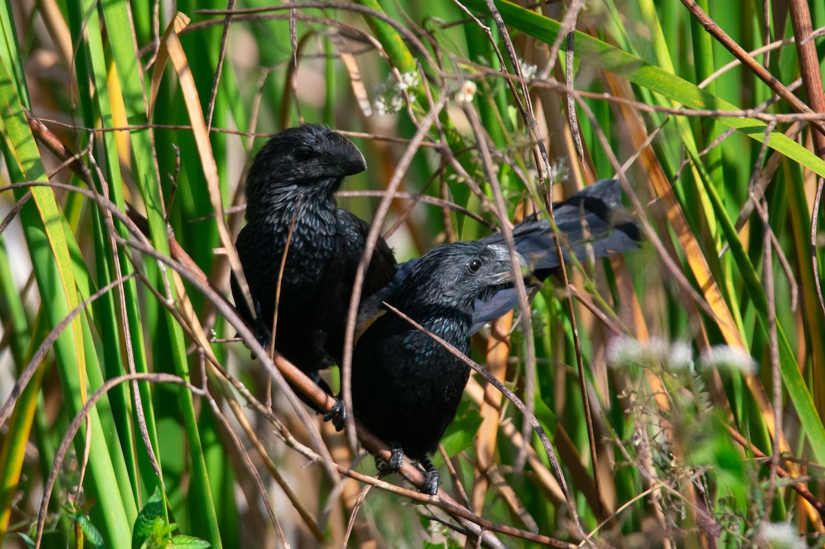 Groove-billed Ani - ML646180606