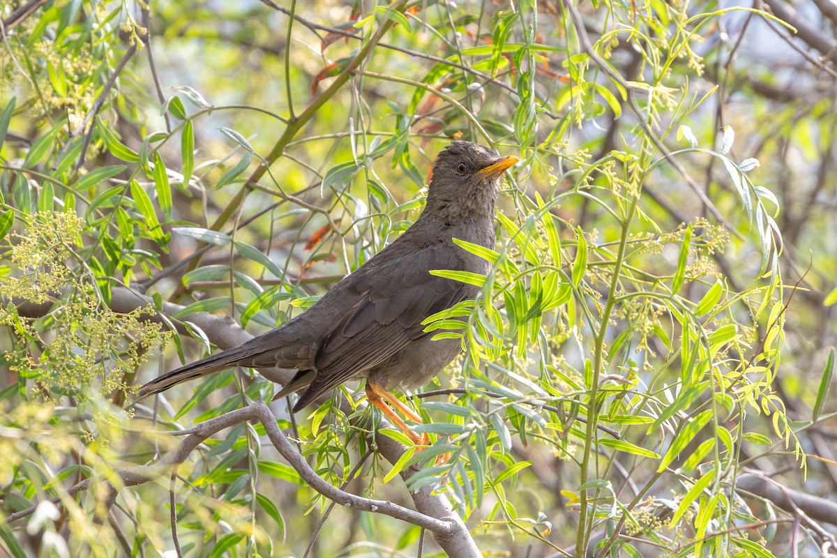 Chiguanco Thrush - ML646180607