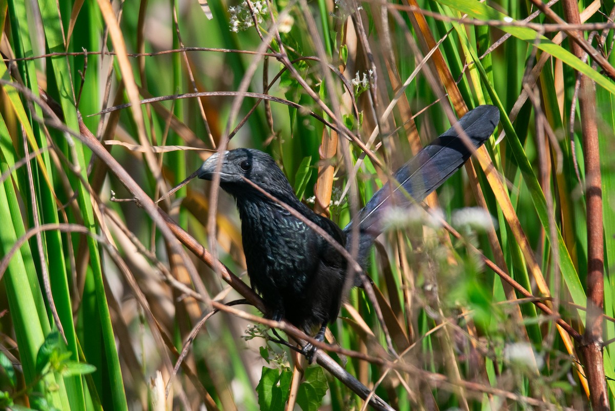 Groove-billed Ani - ML646180609