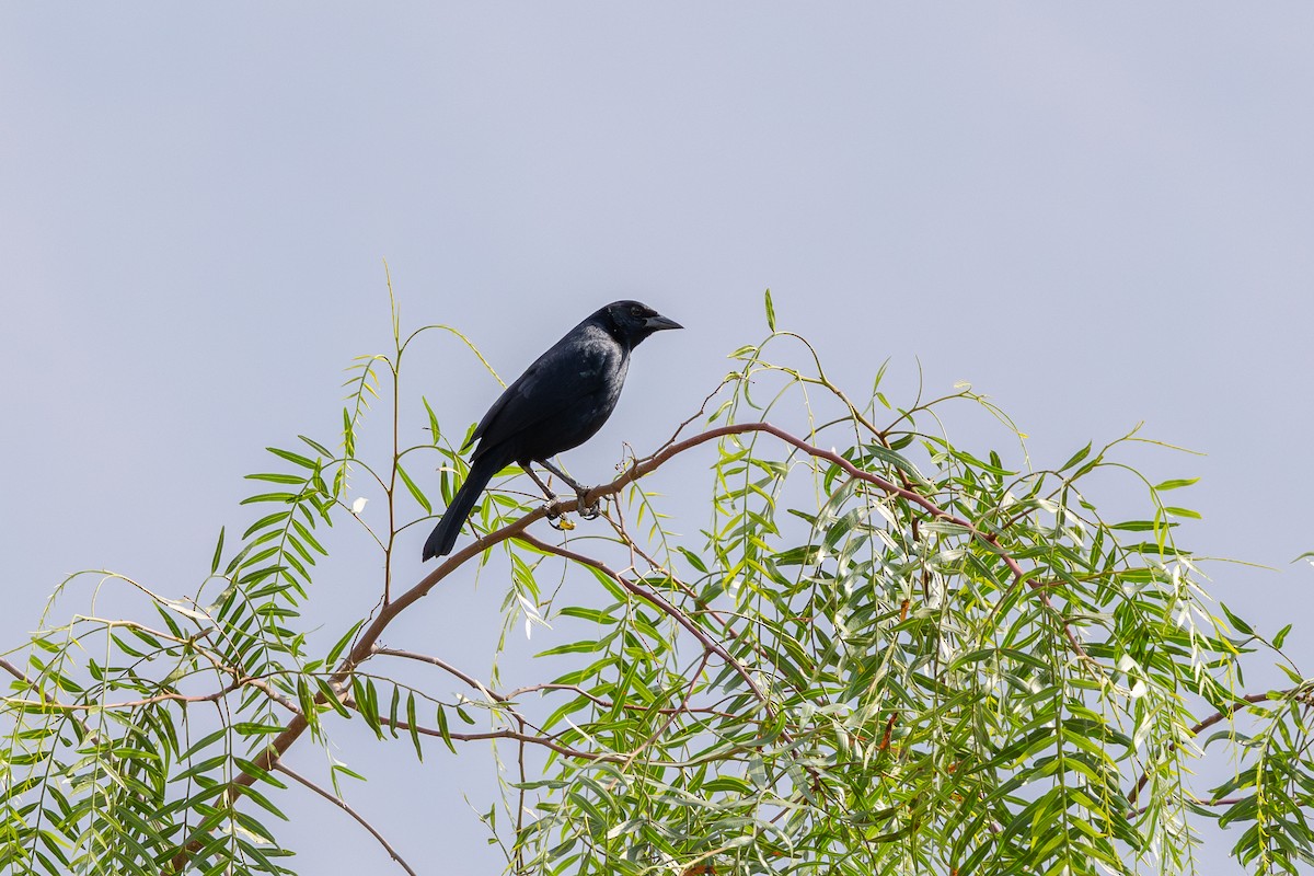 Scrub Blackbird - ML646180610