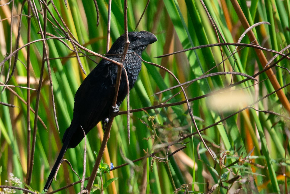 glattnebbani - ML646180611