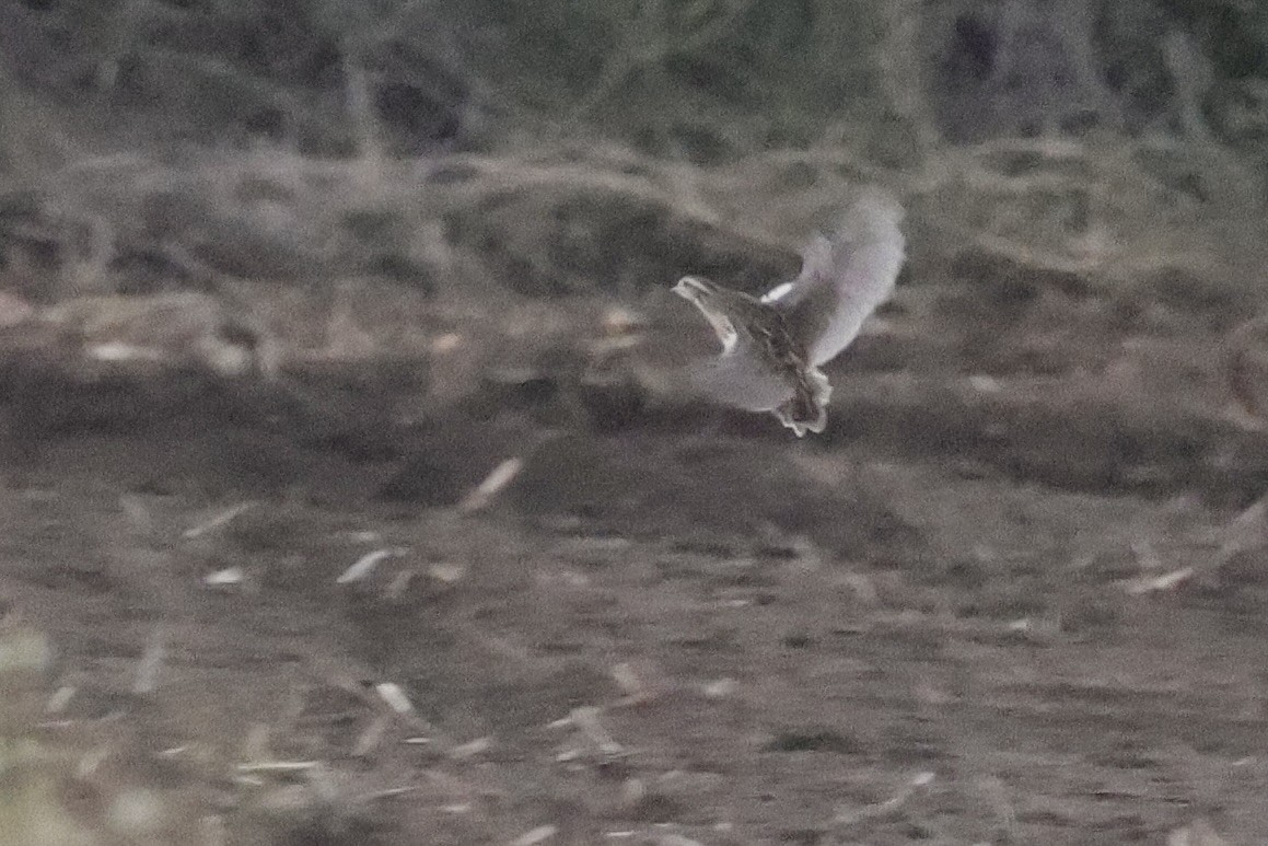 Galeper japoniarra - ML646180616