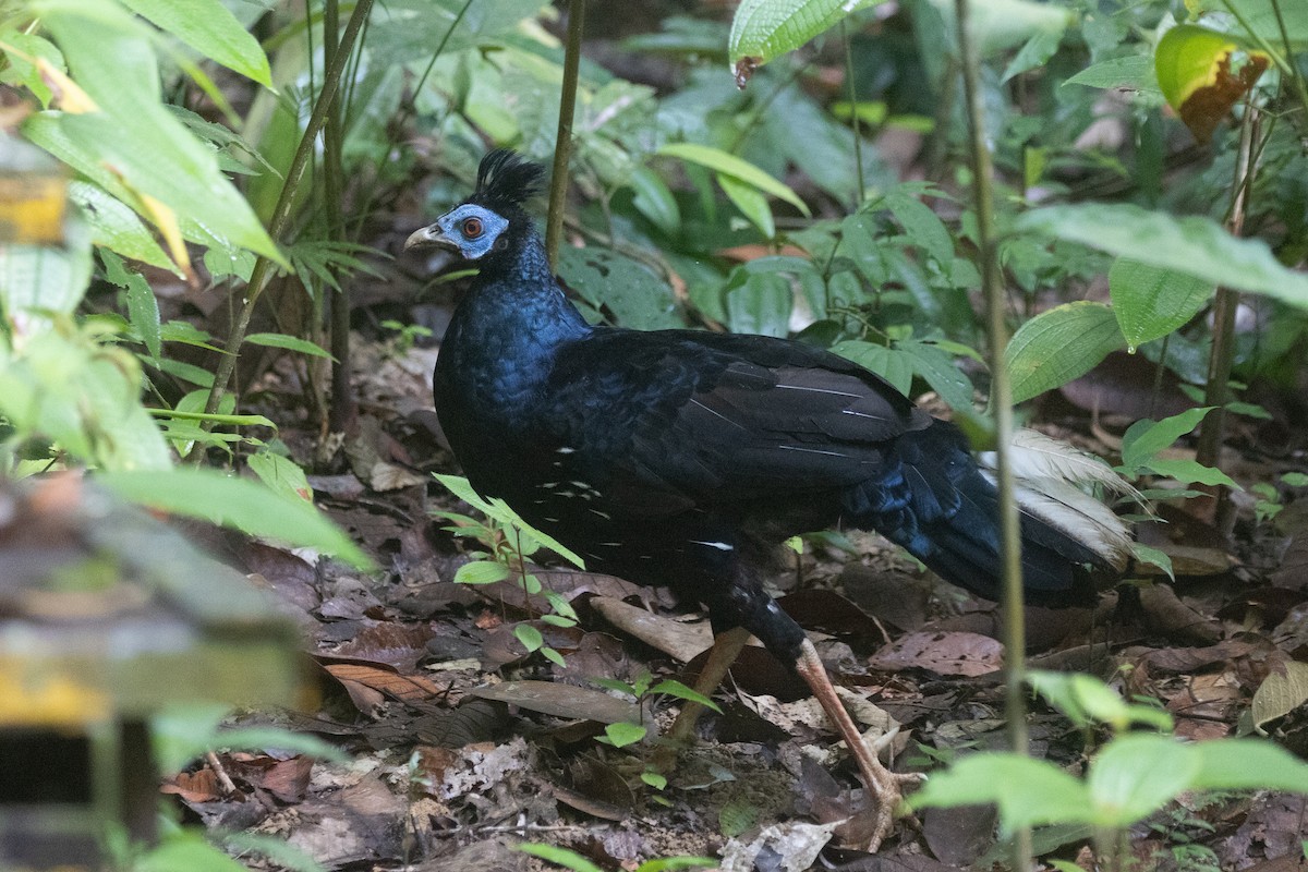 Malayan Crested Fireback - ML646180618