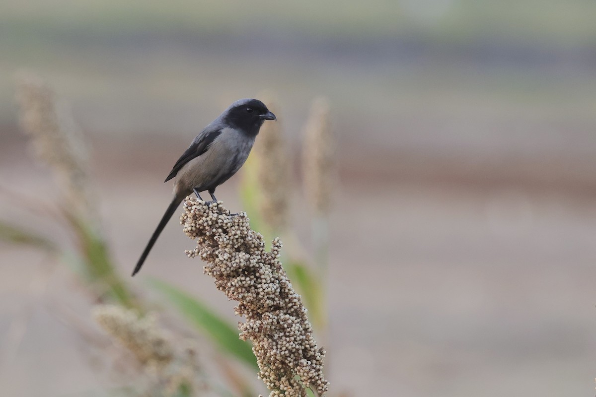 Long-tailed Shrike - ML646180624